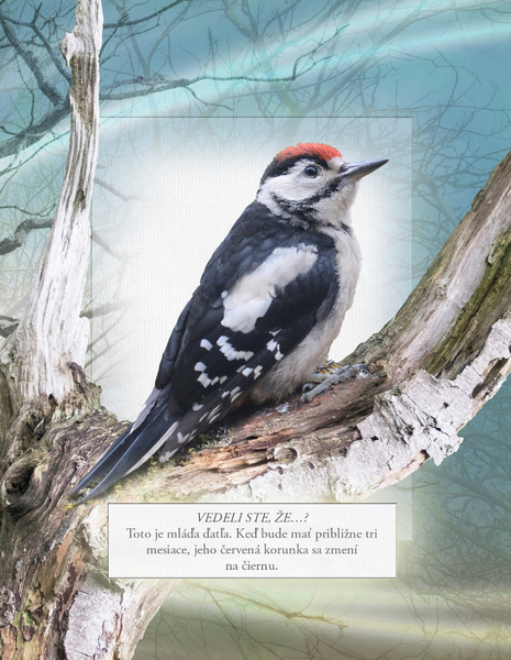 Vtáky našich lesov - zvuková knižka